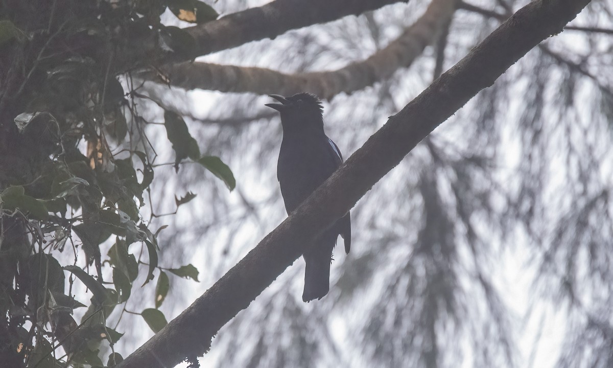 Philippine Fairy-bluebird - ML619920494