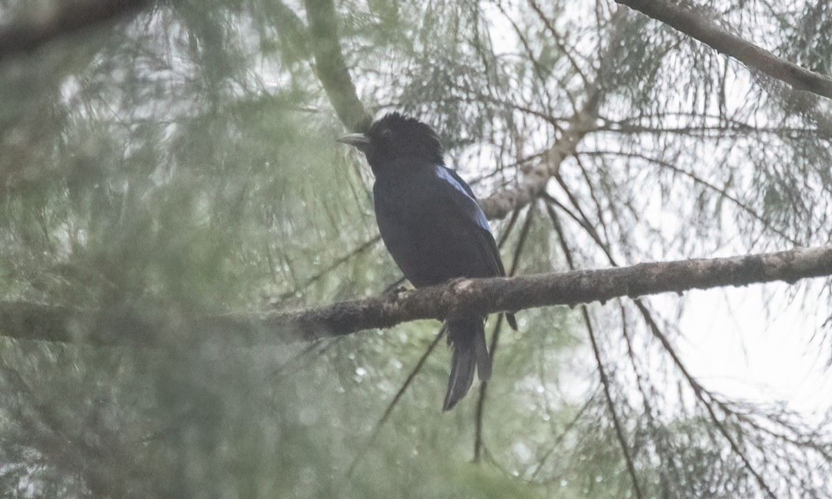 Philippine Fairy-bluebird - ML619920495