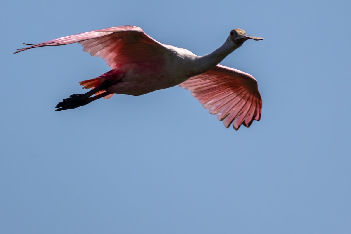 Roseate Spoonbill - ML619920499