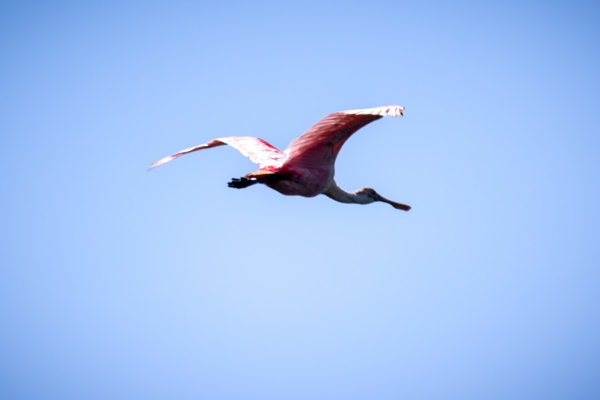 Roseate Spoonbill - ML619920501