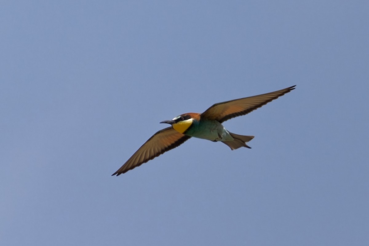 European Bee-eater - ML619920516