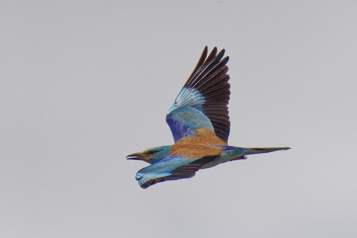 European Roller - ML619920520