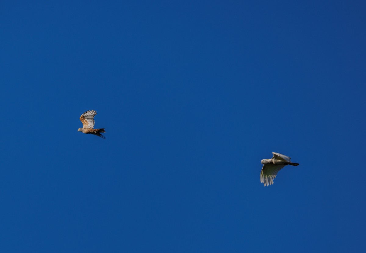 Brown Goshawk - ML619920532