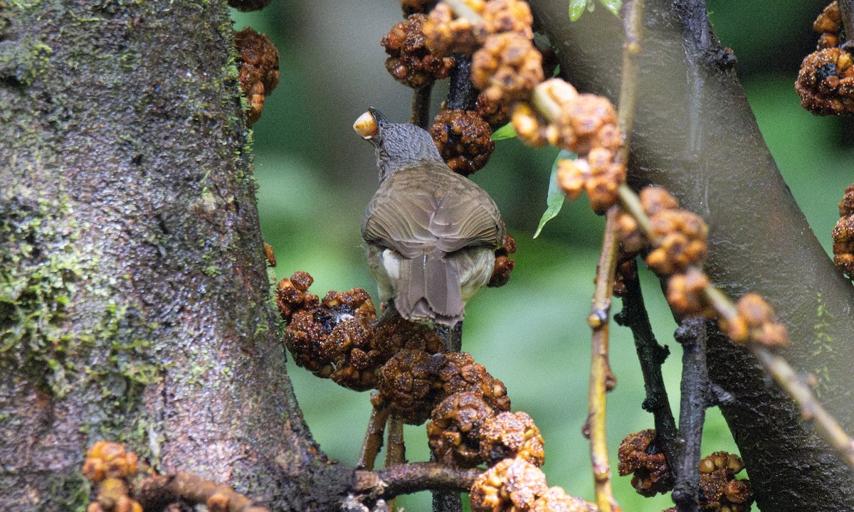 Bulbul Filipino - ML619920535