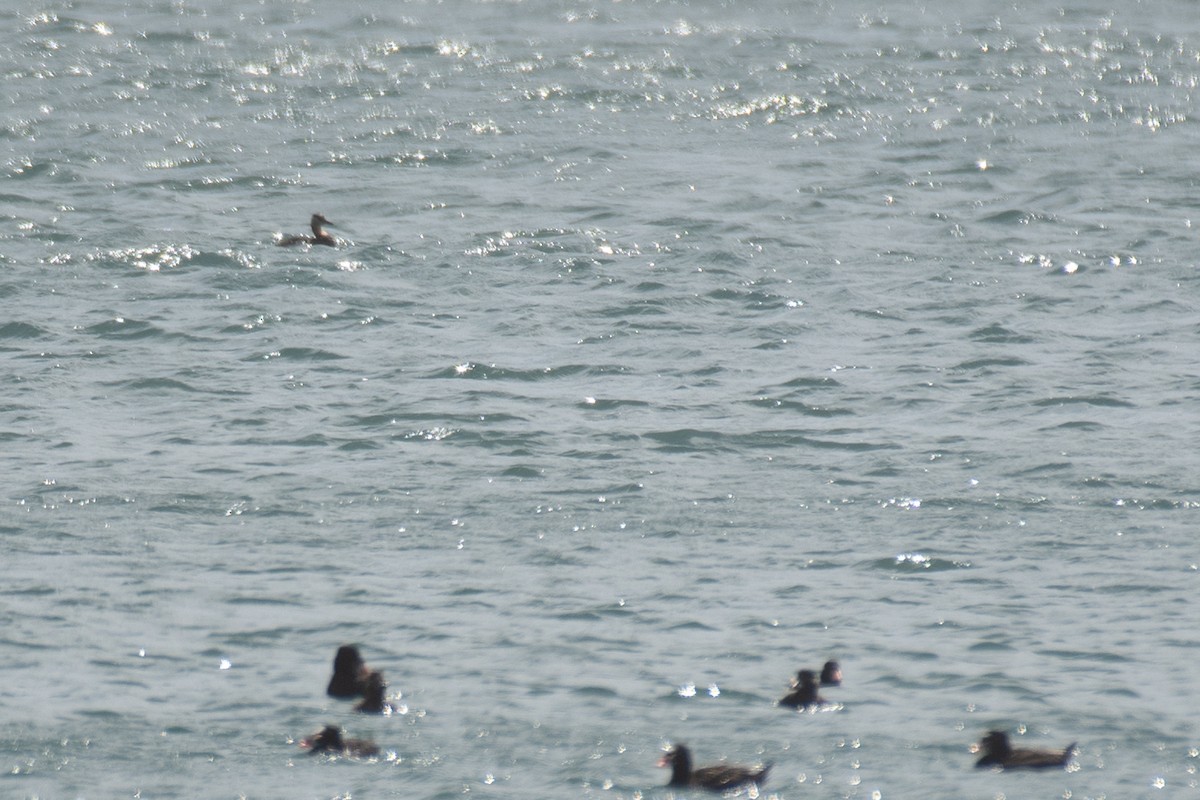 Red-necked Grebe - Rajan Rao