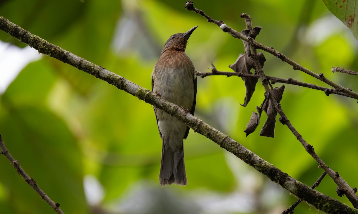 Philippine Bulbul - ML619920560