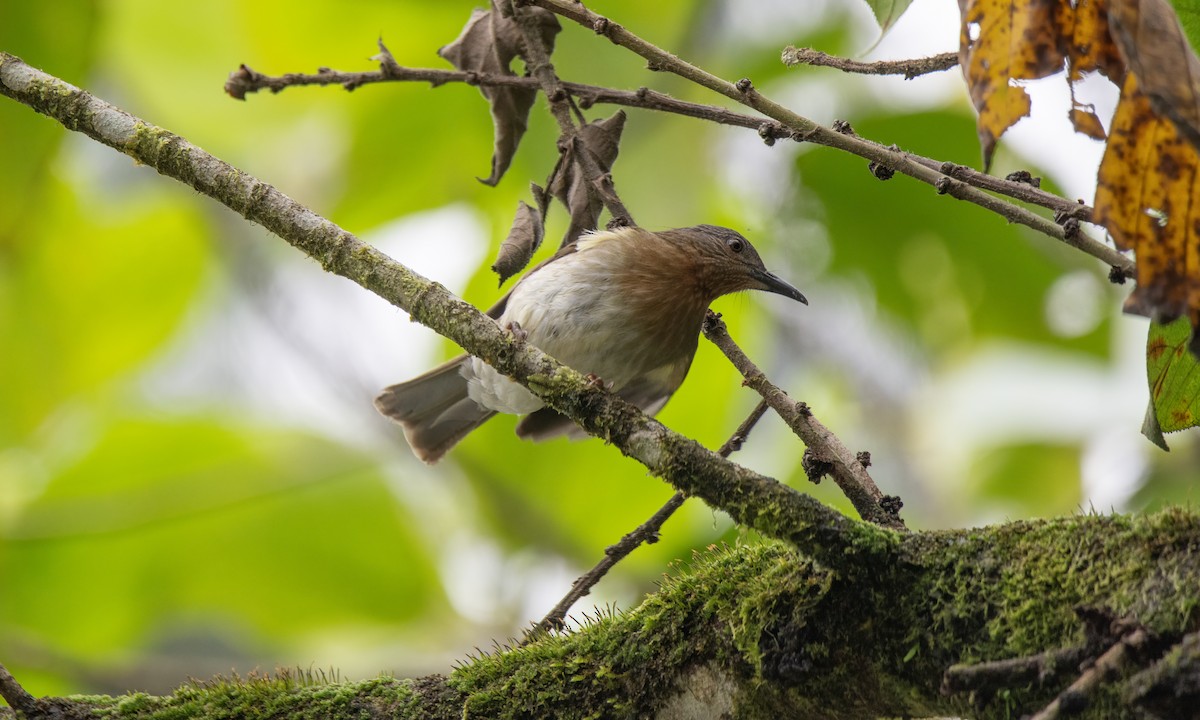 Philippine Bulbul - ML619920563