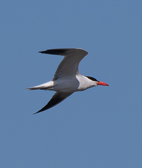 Caspian Tern - ML619920574