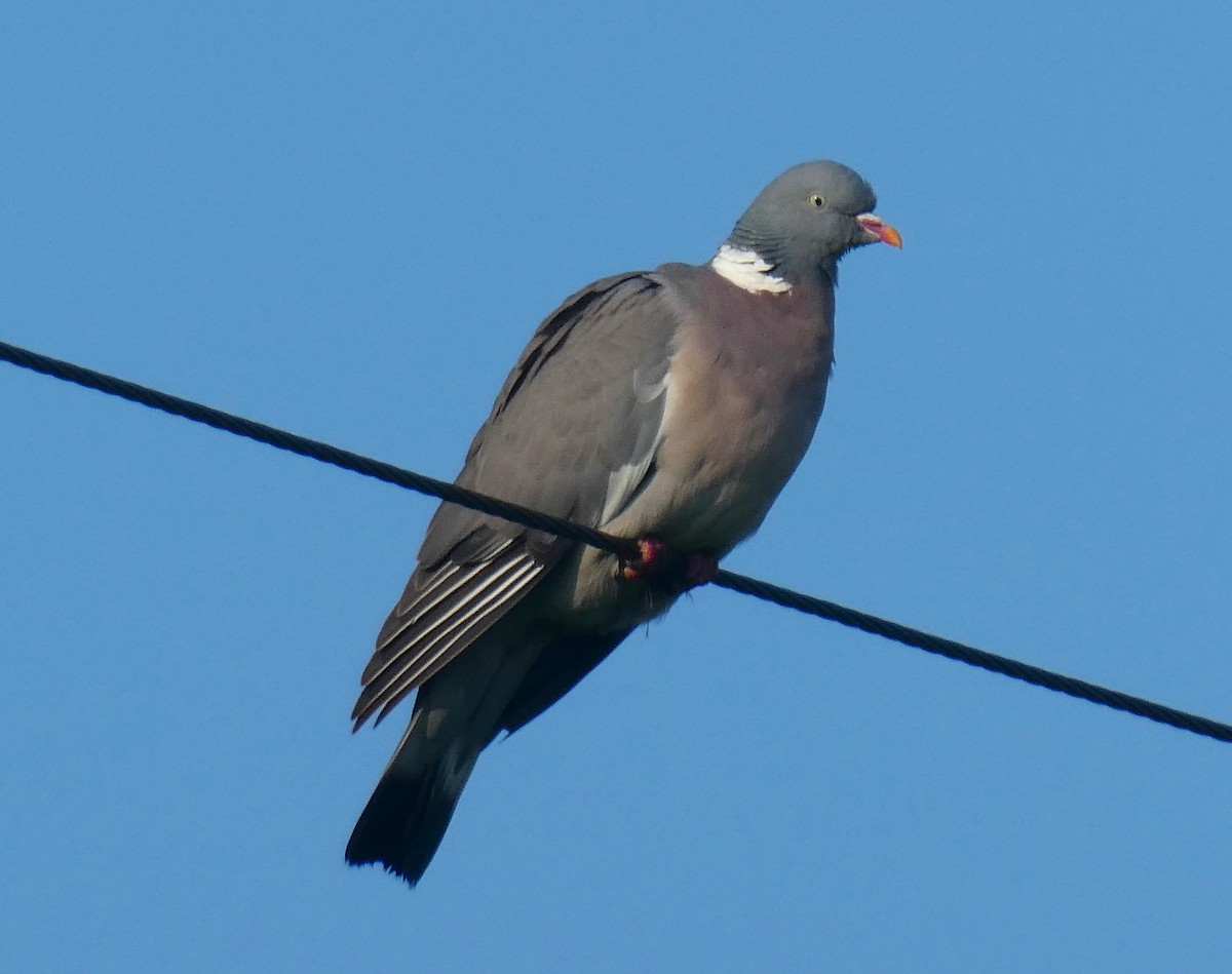 Common Wood-Pigeon - ML619920578