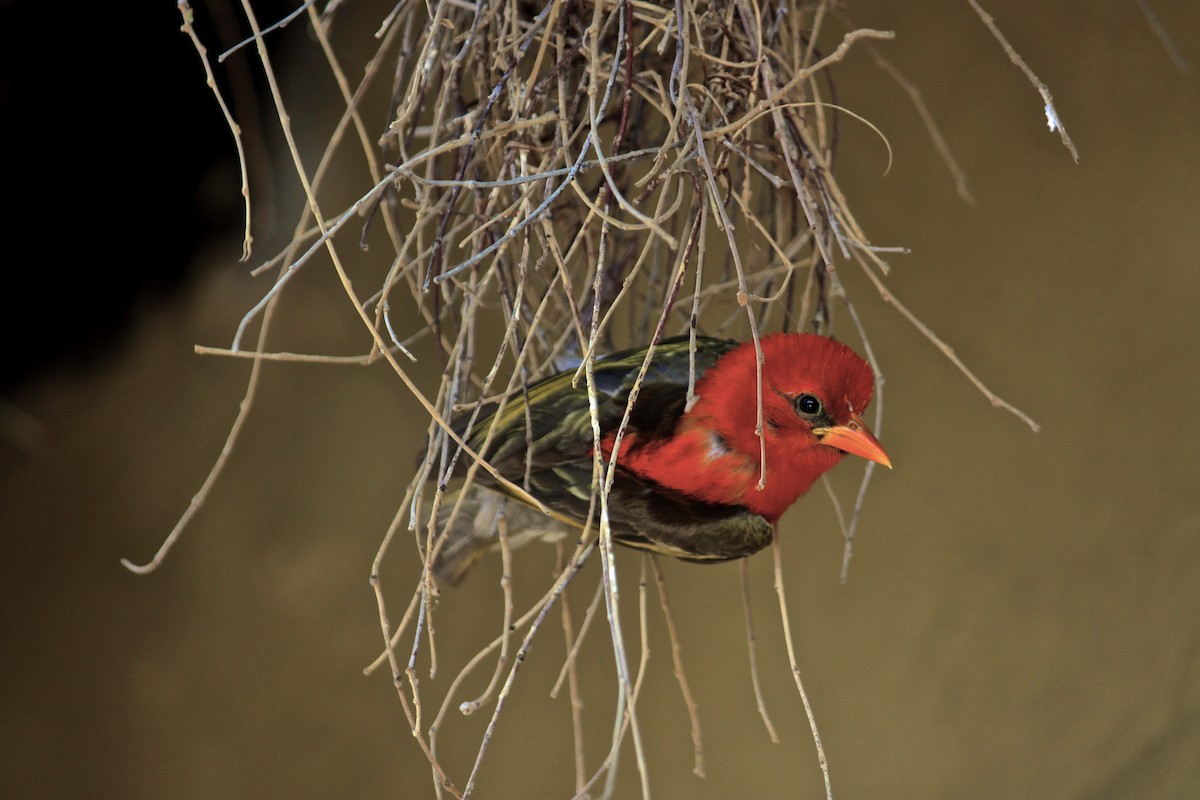 Red-headed Weaver (Southern) - ML619920579