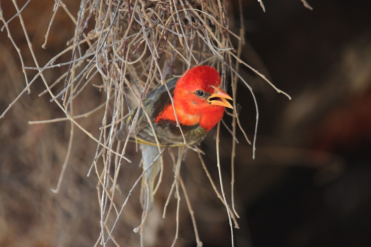 Red-headed Weaver (Southern) - ML619920580