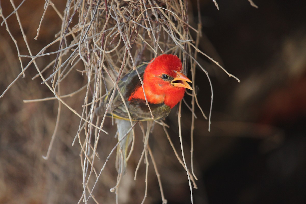 Red-headed Weaver (Southern) - ML619920580
