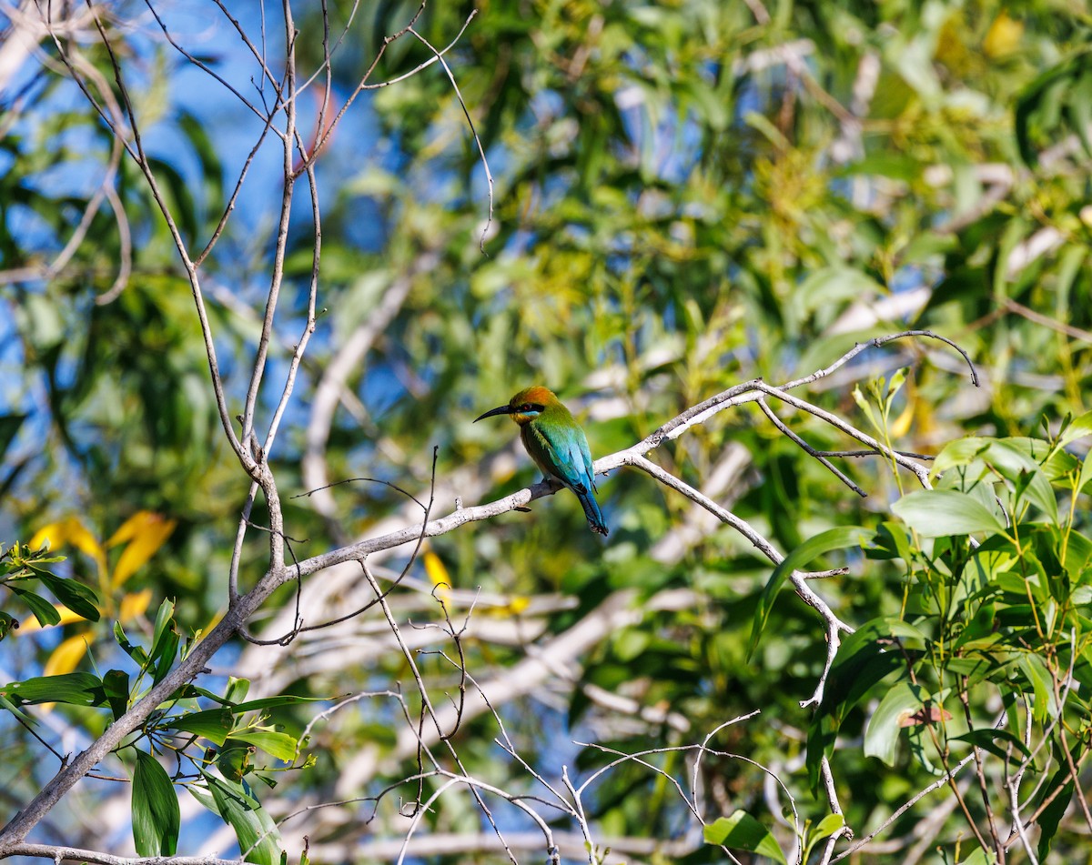 Rainbow Bee-eater - ML619920584