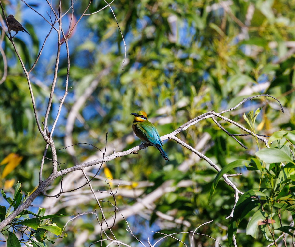 Rainbow Bee-eater - ML619920585