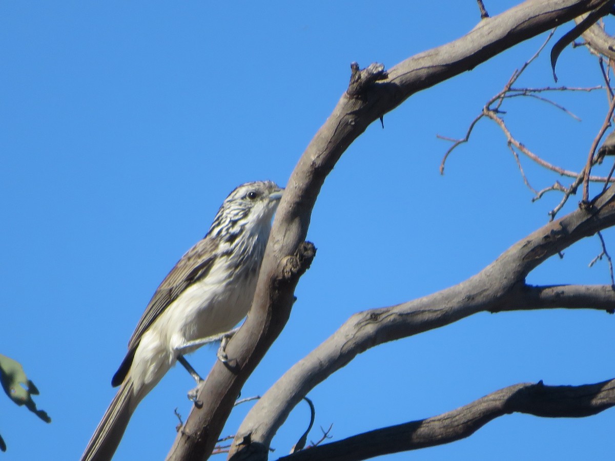 Striped Honeyeater - ML619920597