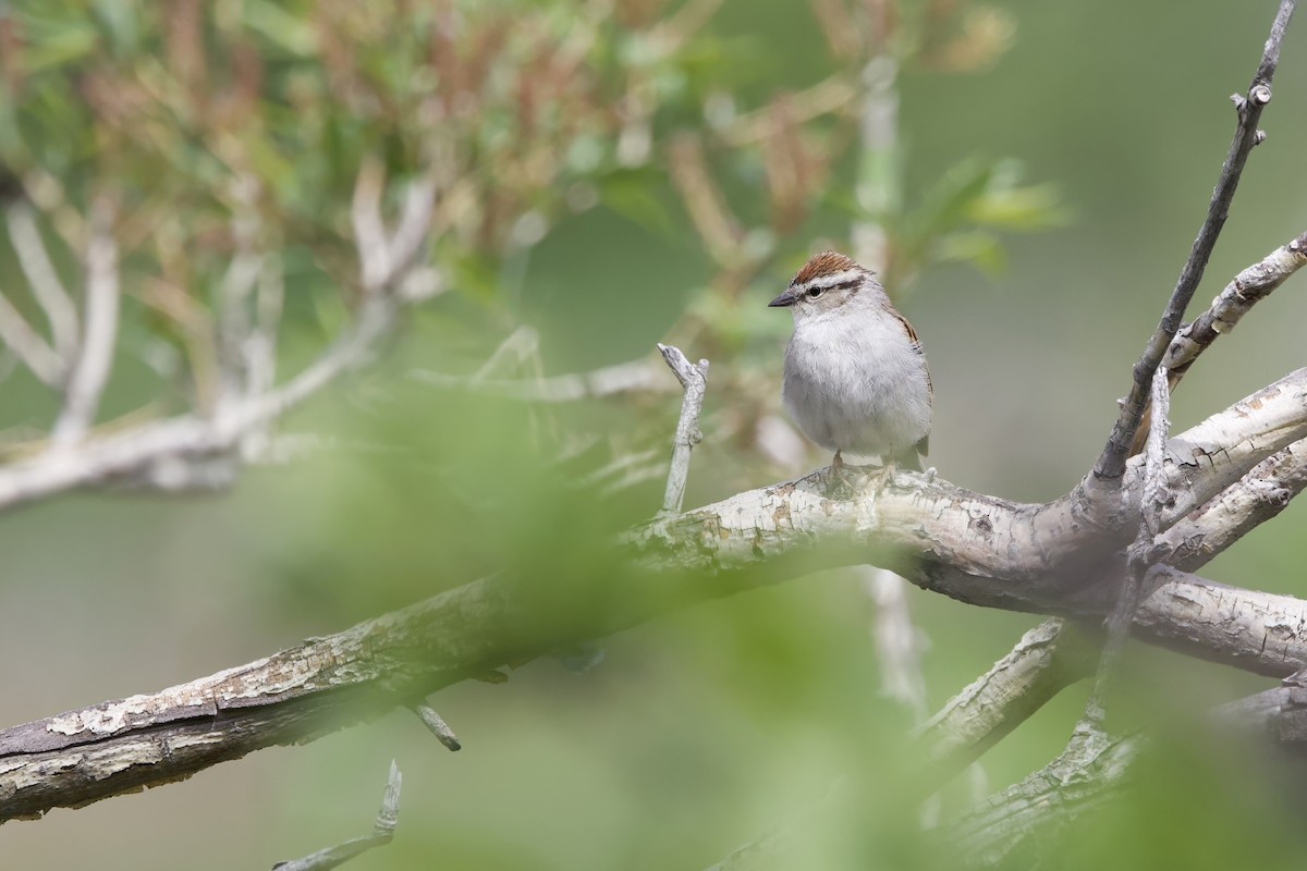 Chipping Sparrow - ML619920598