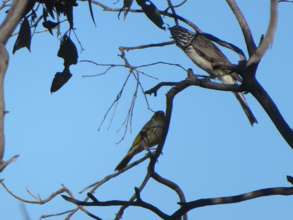 Striped Honeyeater - ML619920599