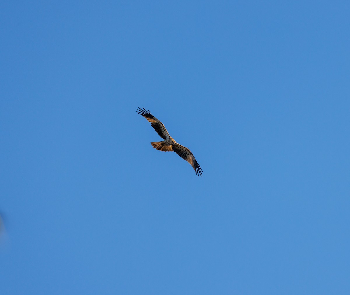 Brown Goshawk - Paul Rankin