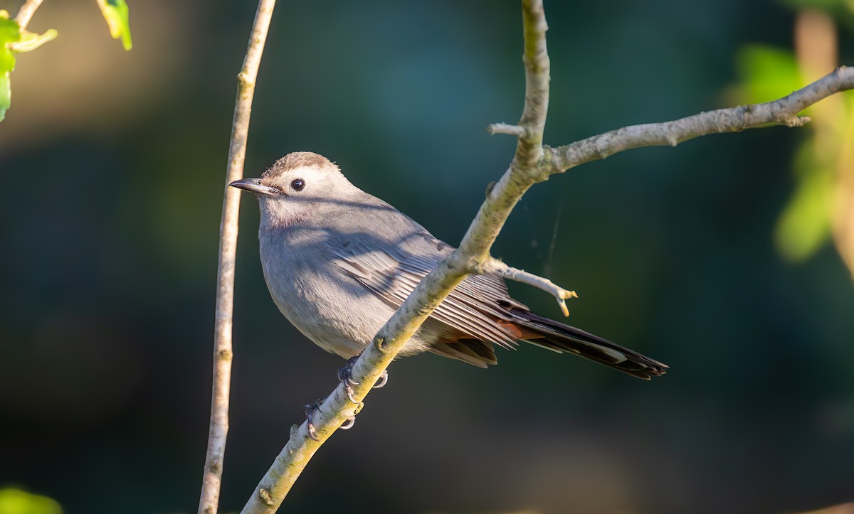 Gray Catbird - ML619920615