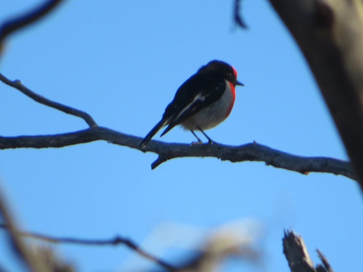 Red-capped Robin - ML619920617