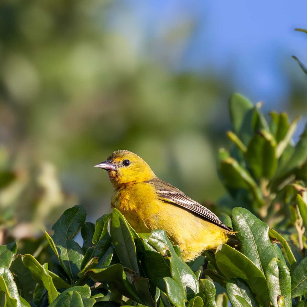 Orchard Oriole - ML619920625
