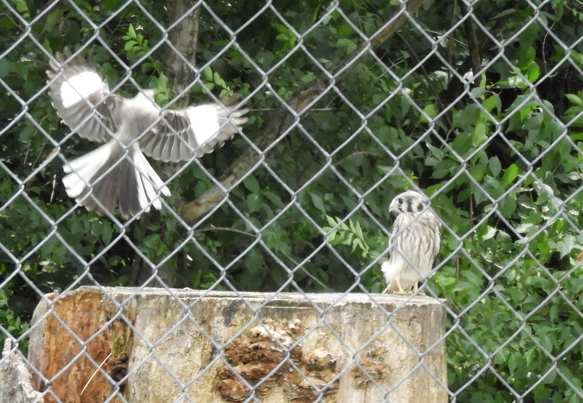 American Kestrel - ML619920626