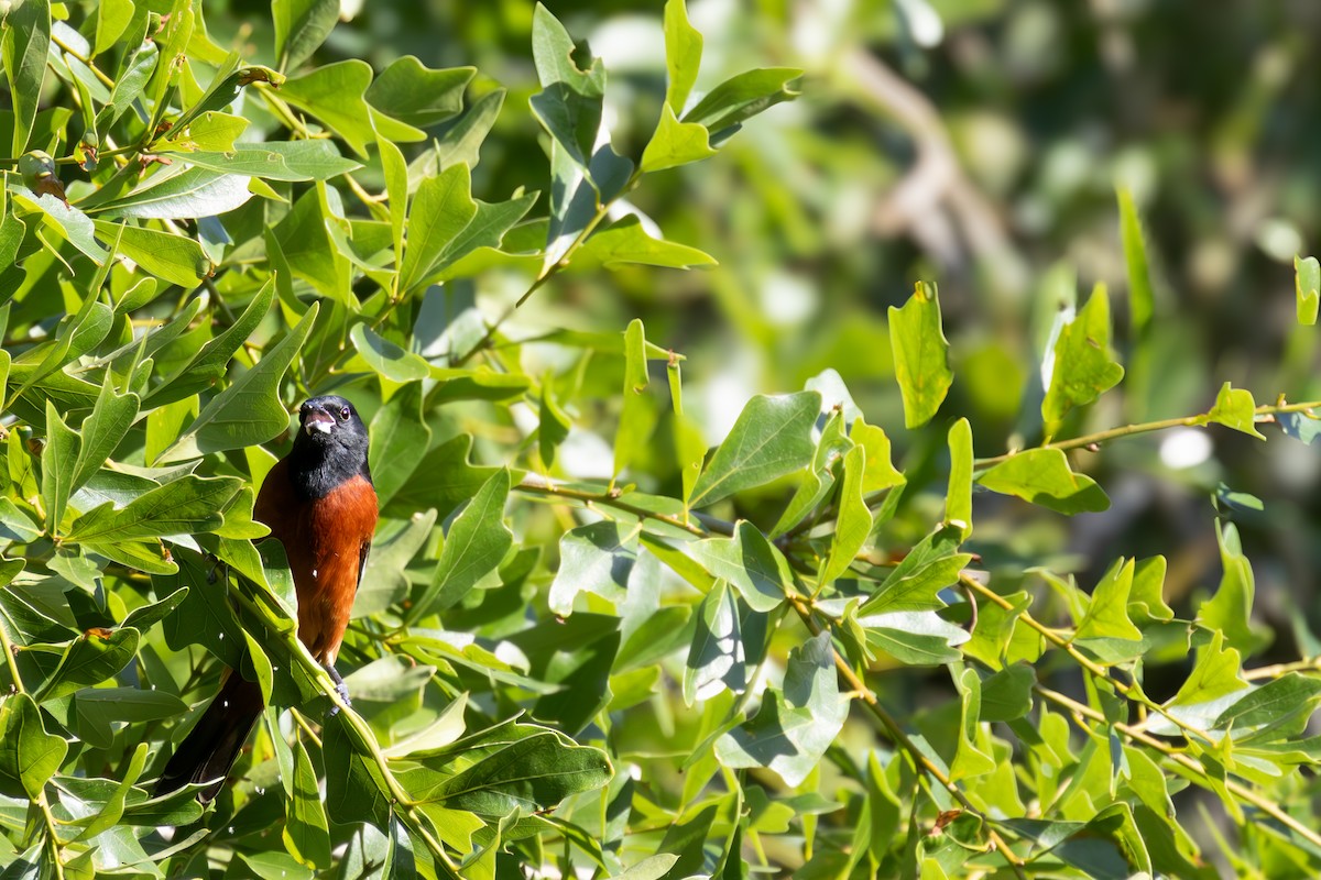 Orchard Oriole - ML619920628