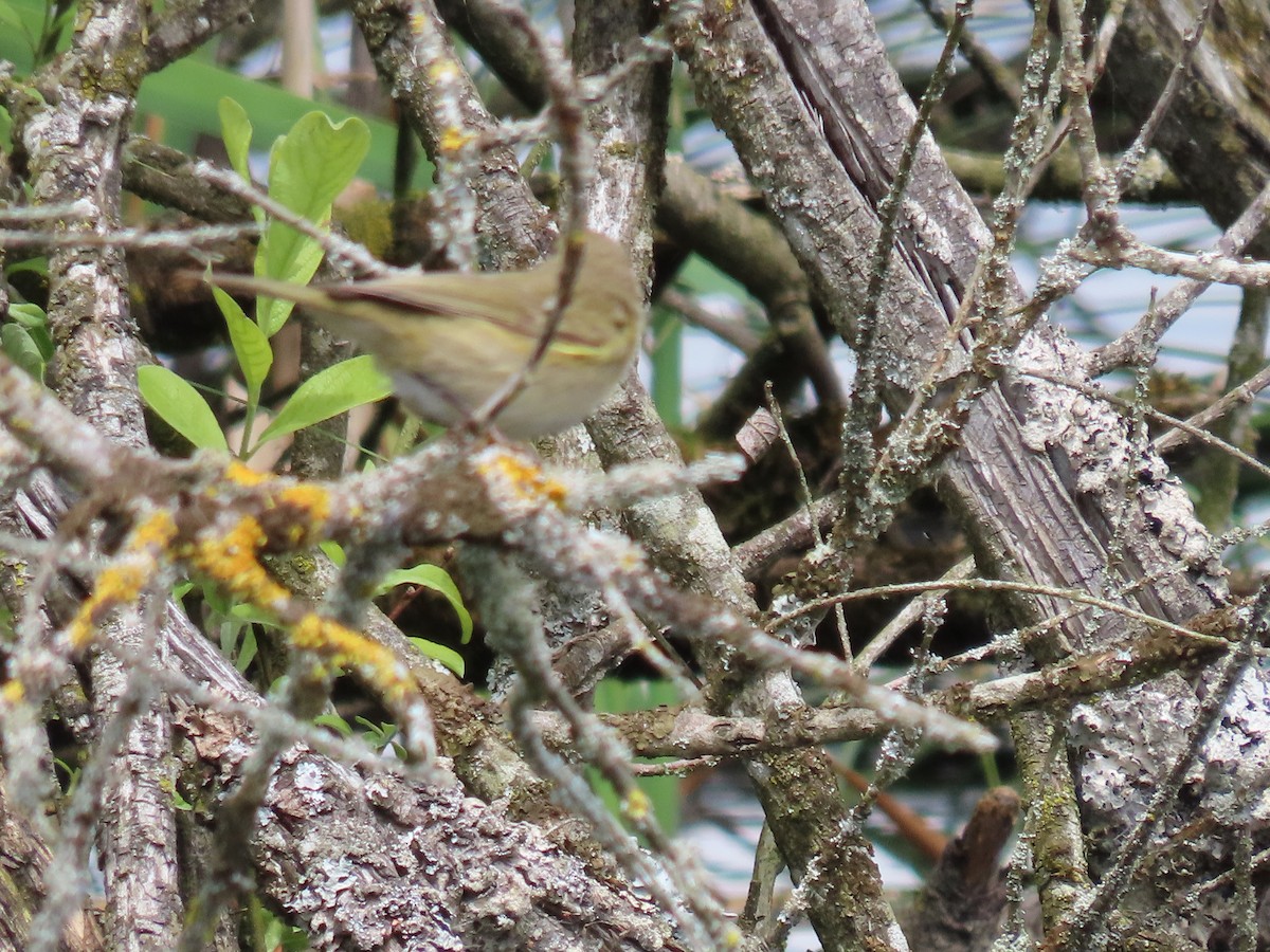 Common Chiffchaff - ML619920631