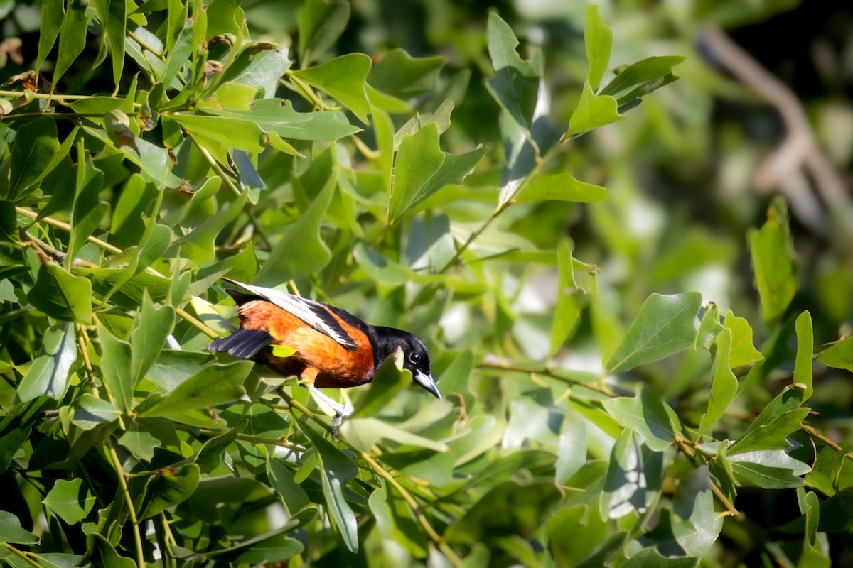 Orchard Oriole - ML619920634