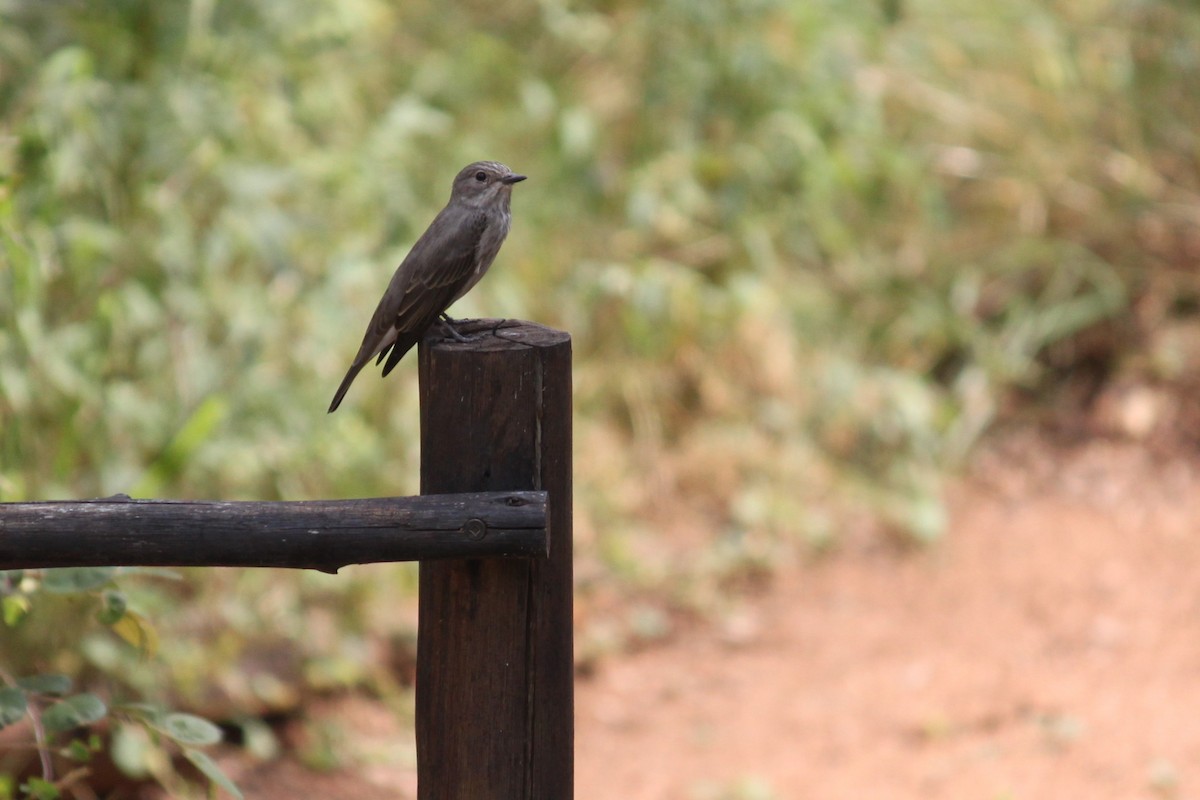 Spotted Flycatcher (Spotted) - ML619920638