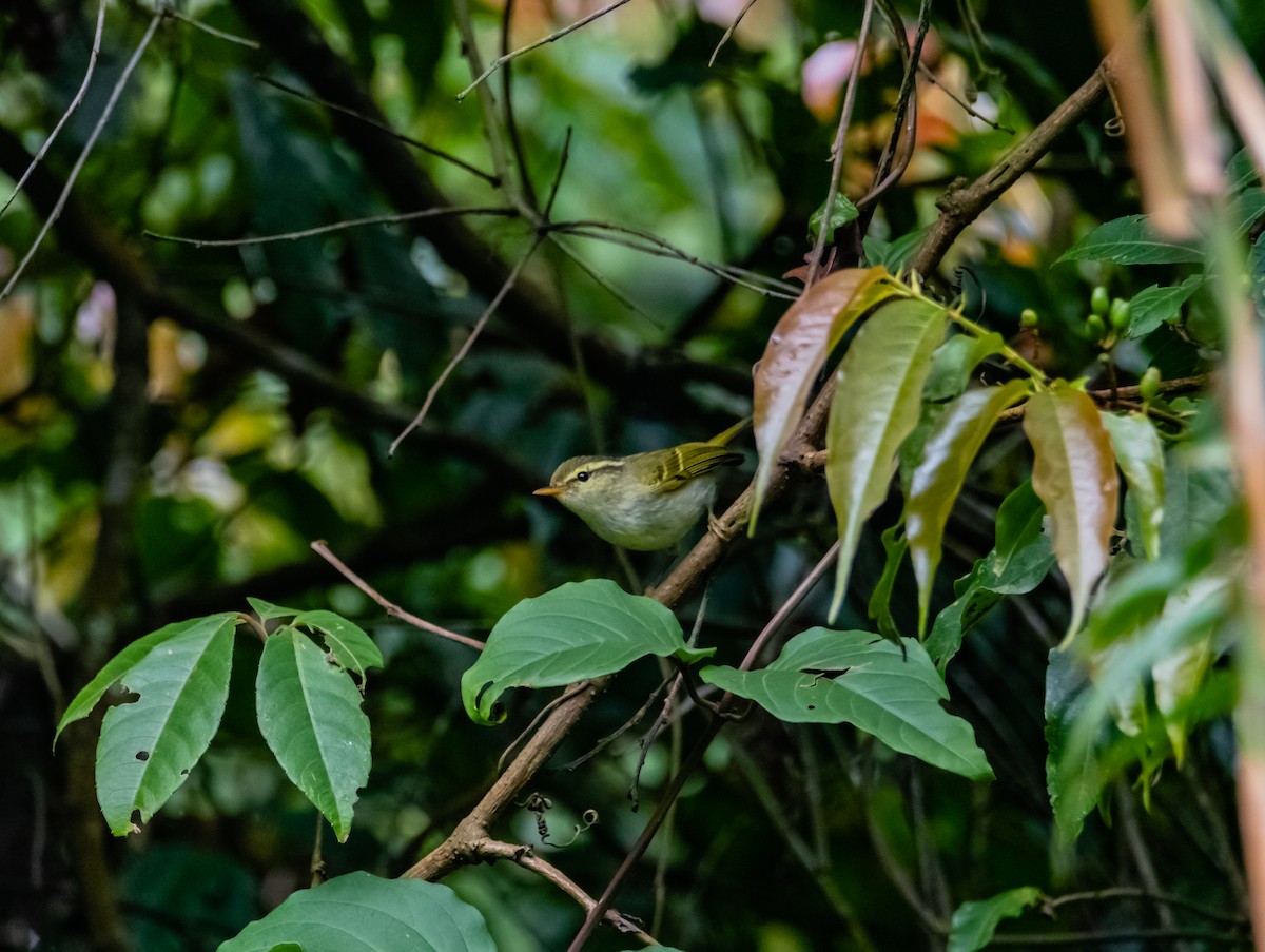 Mosquitero de Blyth - ML619920647