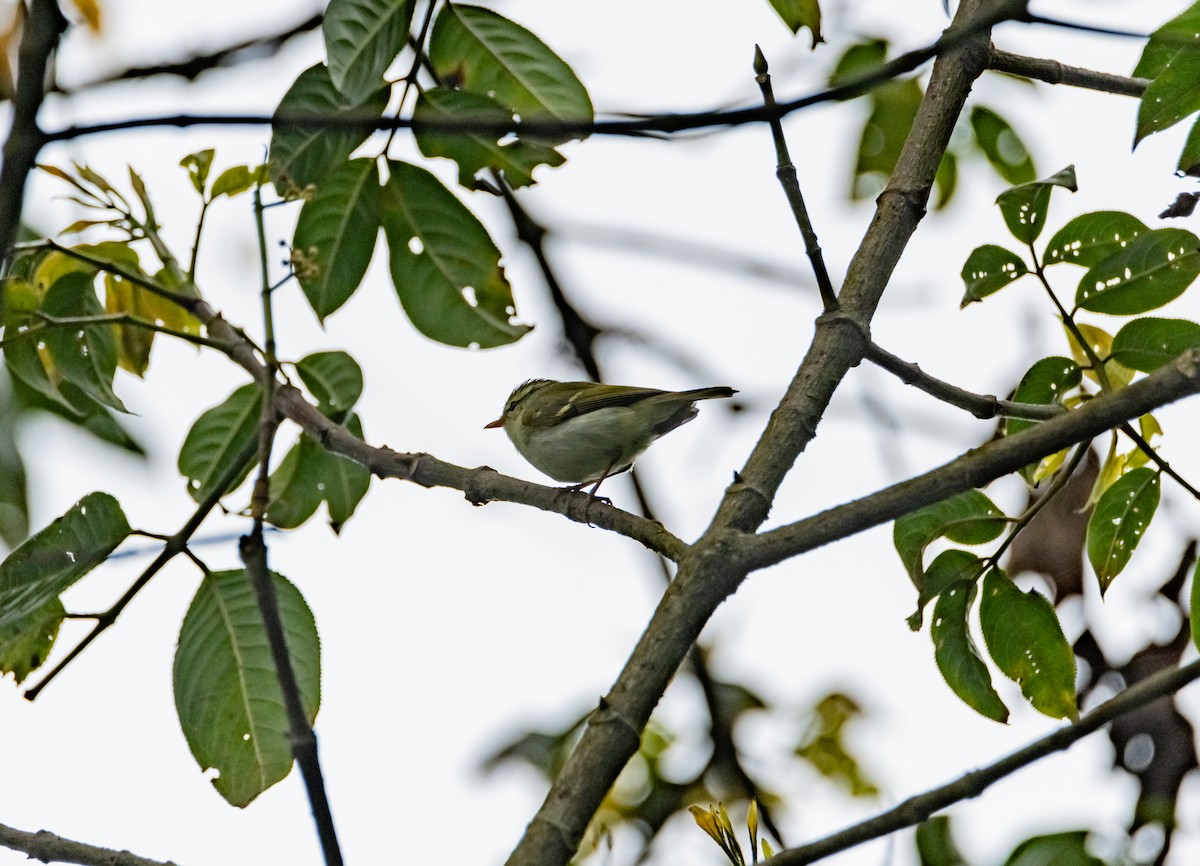 Blyth's Leaf Warbler - ML619920648