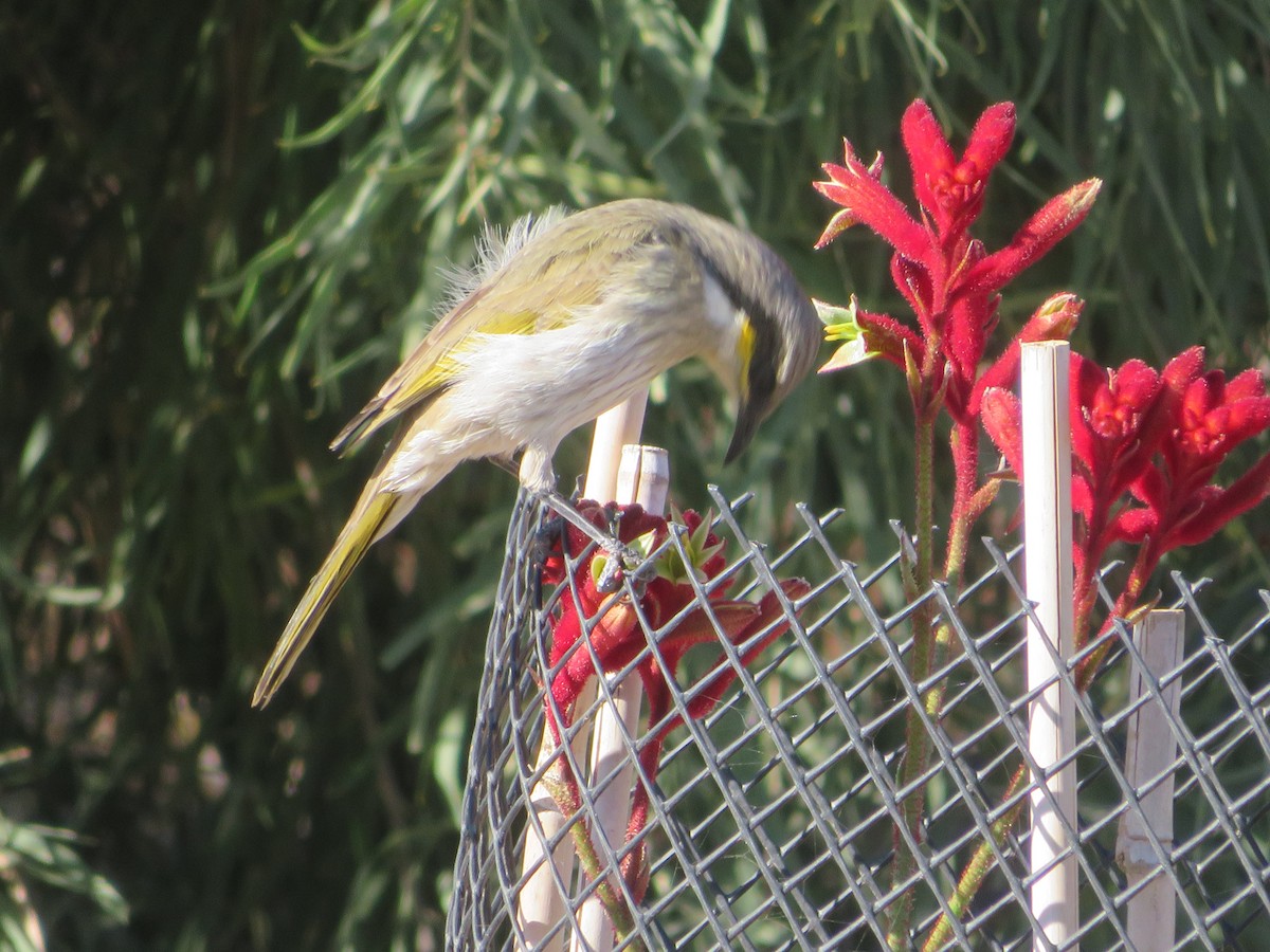 Singing Honeyeater - ML619920678