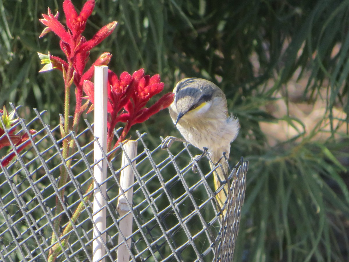 Singing Honeyeater - ML619920681