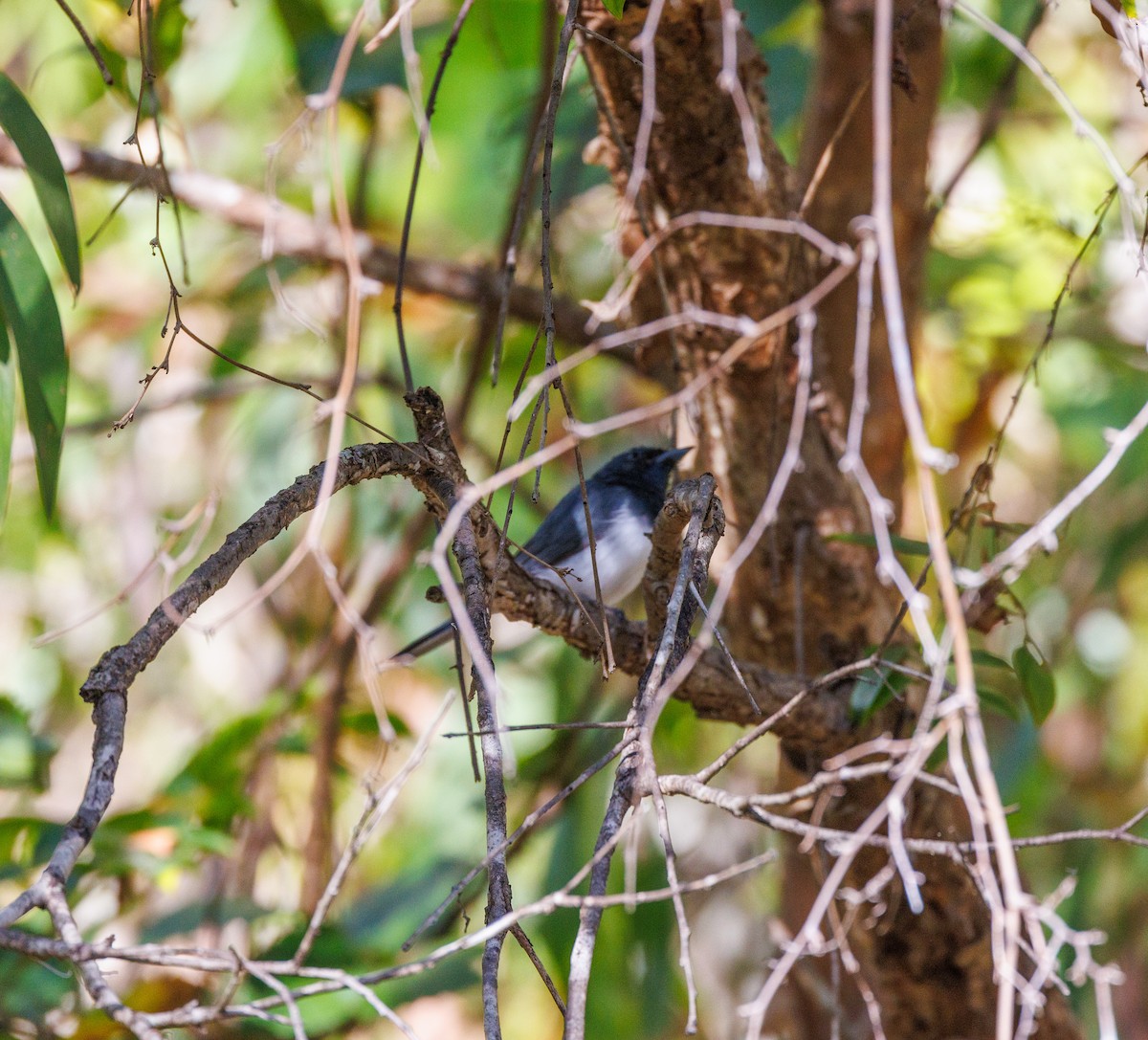 Leaden Flycatcher - ML619920697