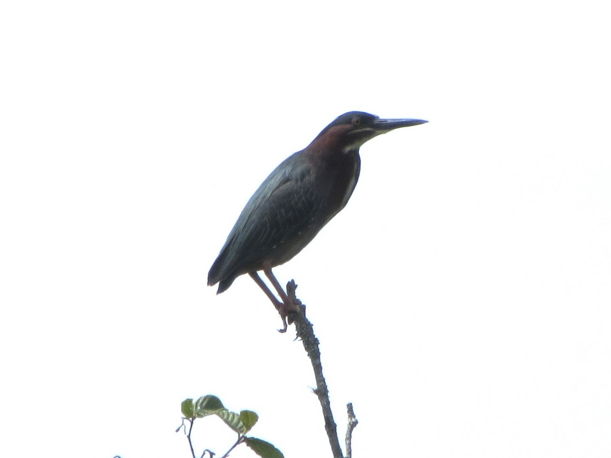 Green Heron - ML619920713