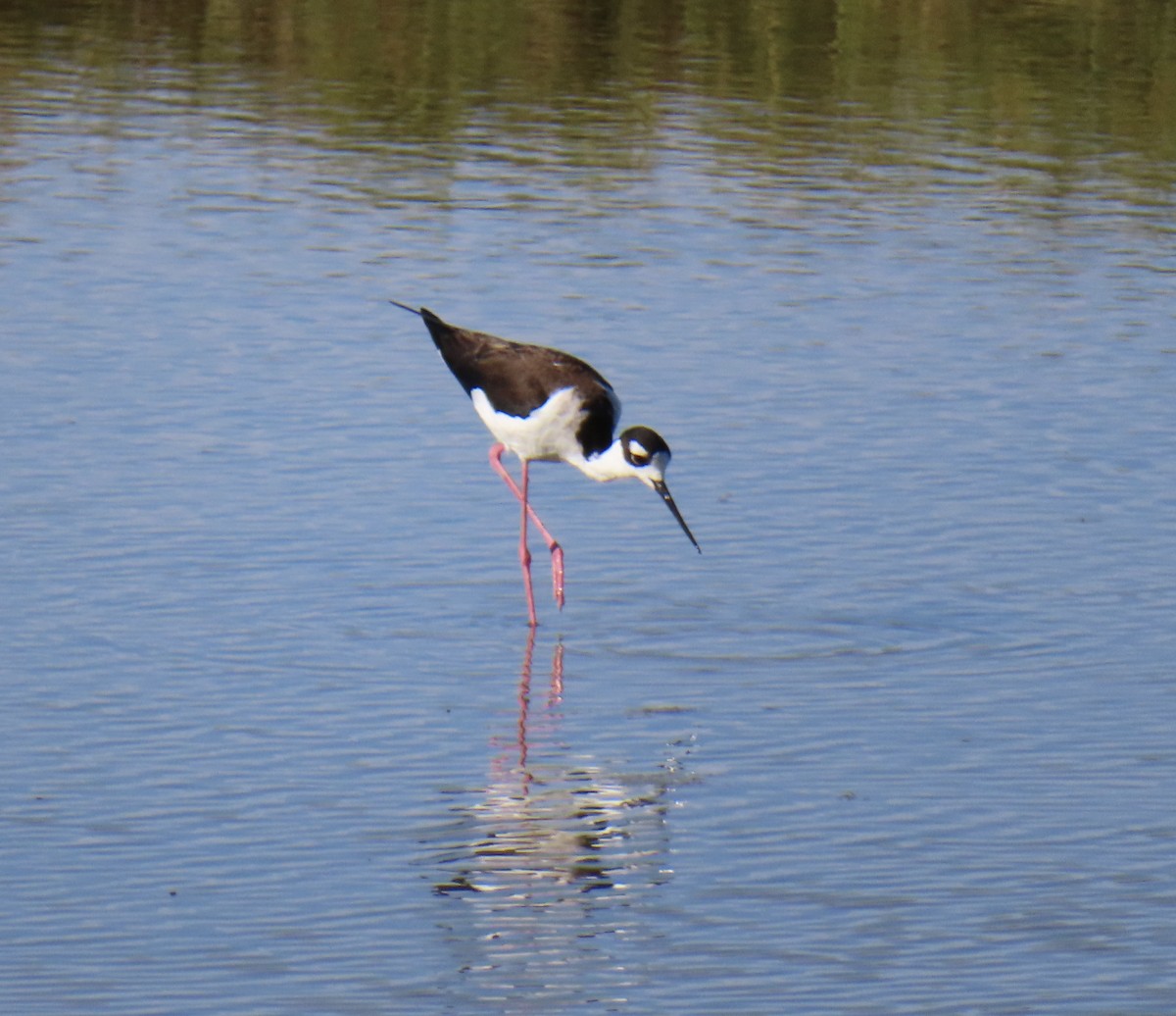 Black-necked Stilt - ML619920735