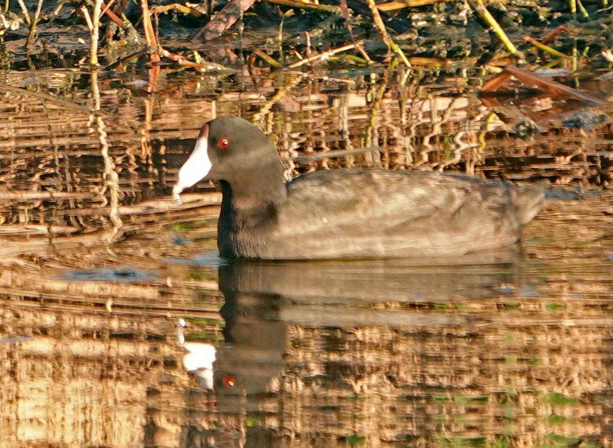 American Coot (Red-shielded) - ML619920739