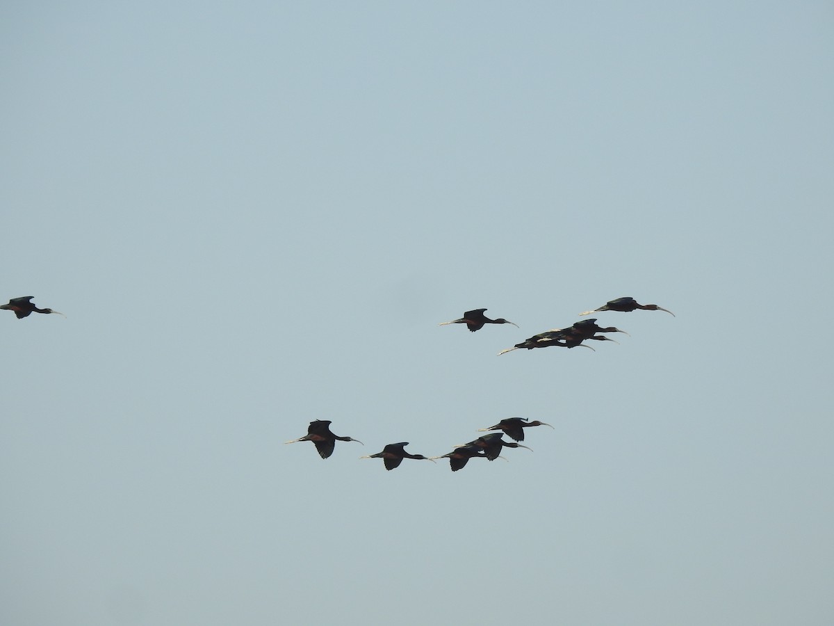ibis hnědý - ML619920741