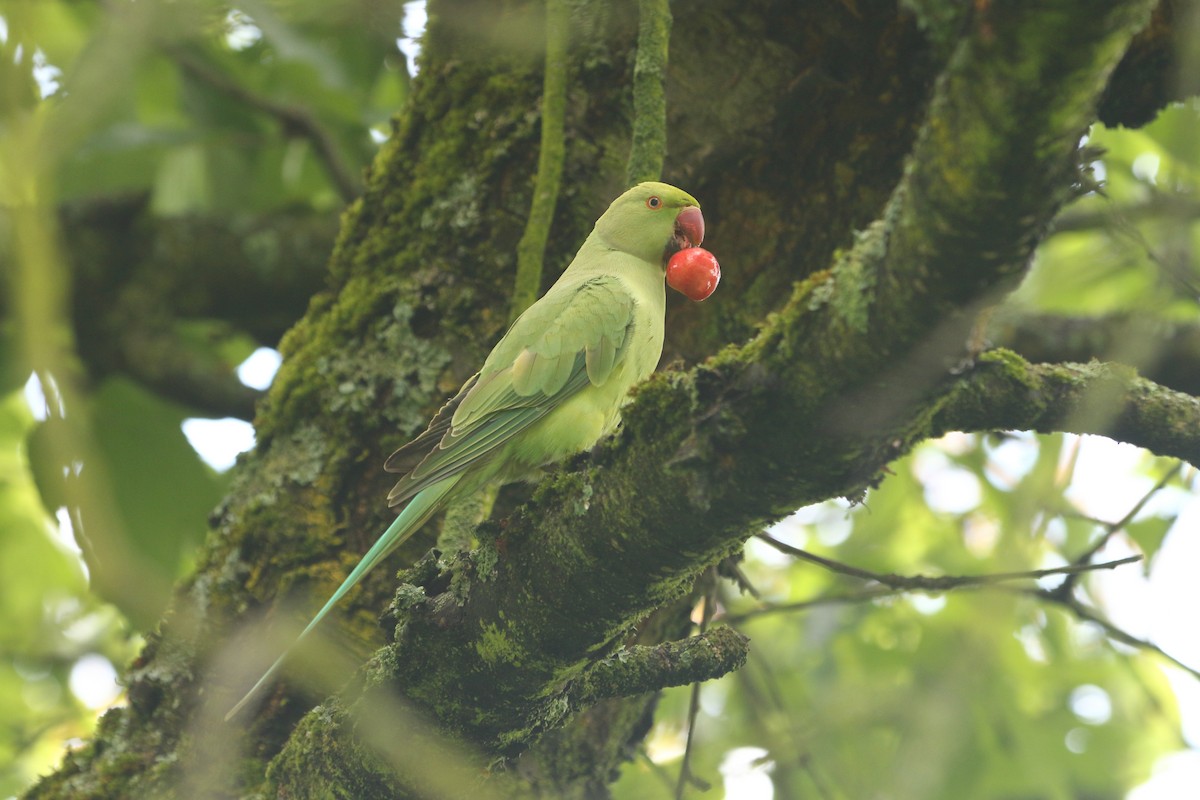 Rose-ringed Parakeet - ML619920752