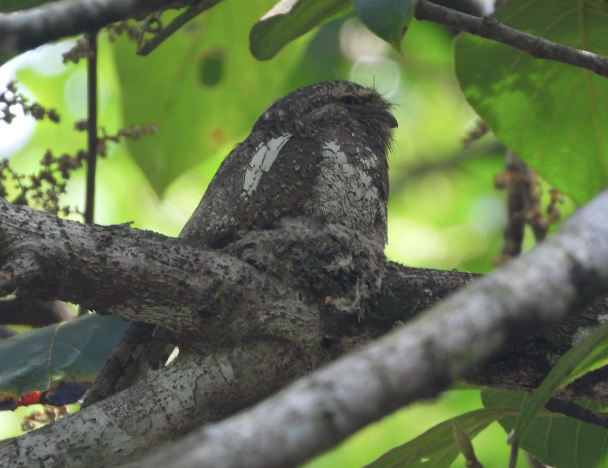Blyth's Frogmouth - Alfred McLachlan-Karr