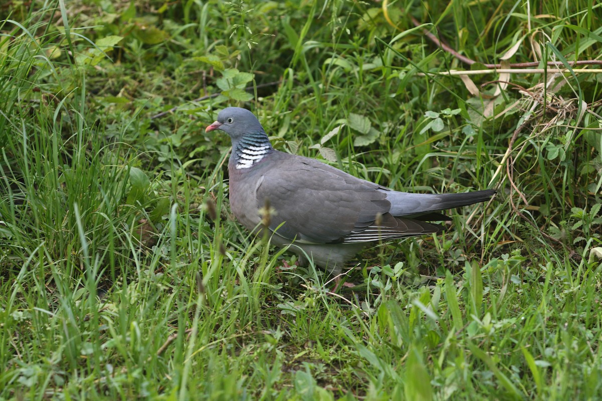 Common Wood-Pigeon - ML619920759