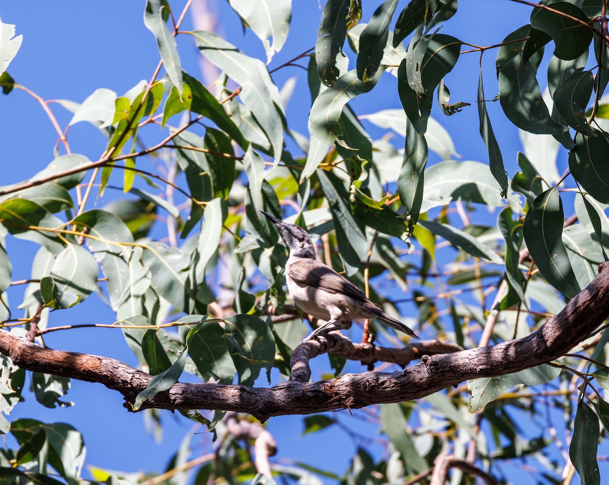 Little Friarbird - ML619920793