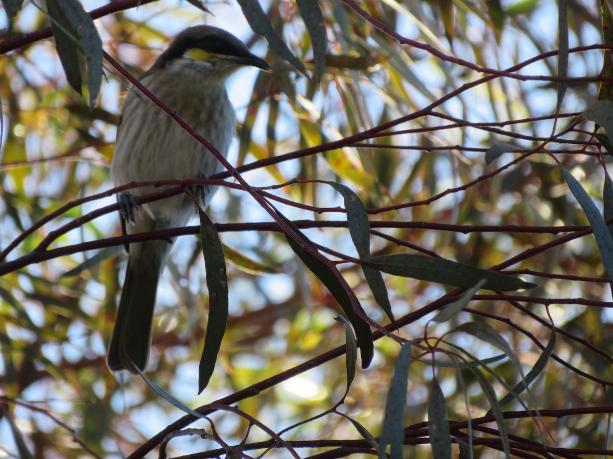 Singing Honeyeater - ML619920797