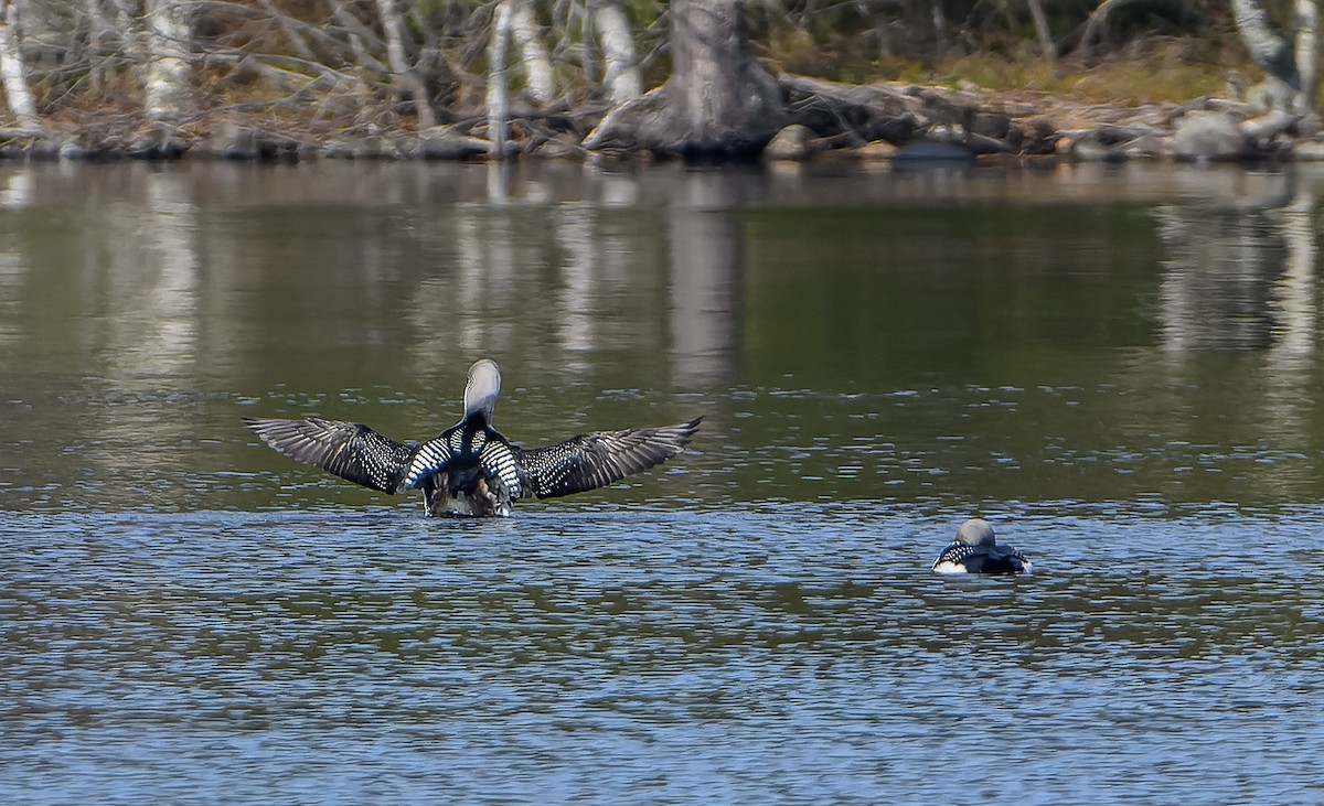 Arctic Loon - ML619920804