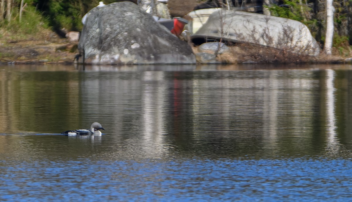 Arctic Loon - ML619920806