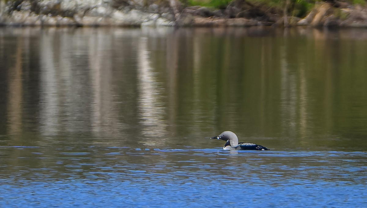 Arctic Loon - ML619920807