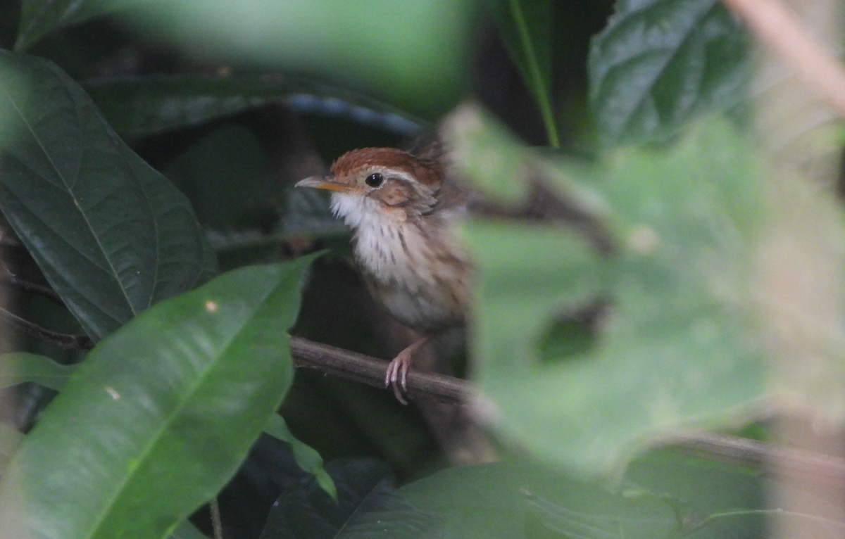 Puff-throated Babbler - ML619920810