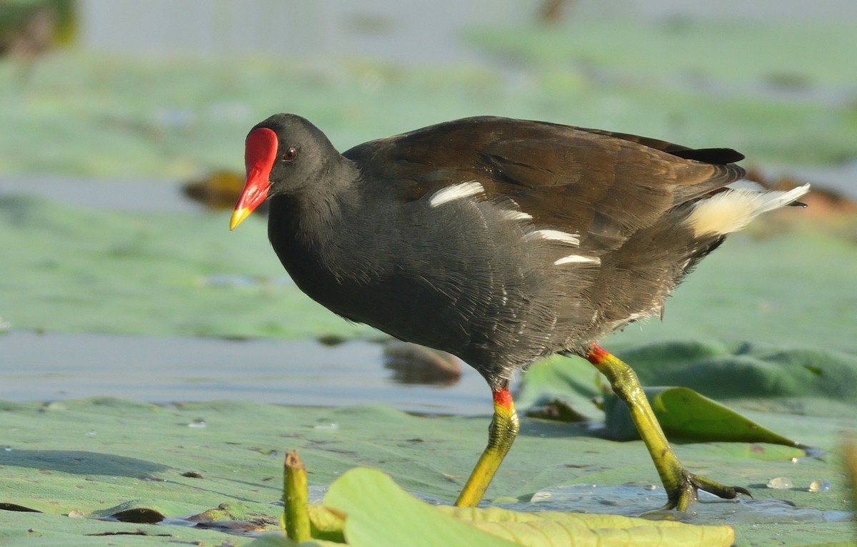 Eurasian Moorhen - ML619920825