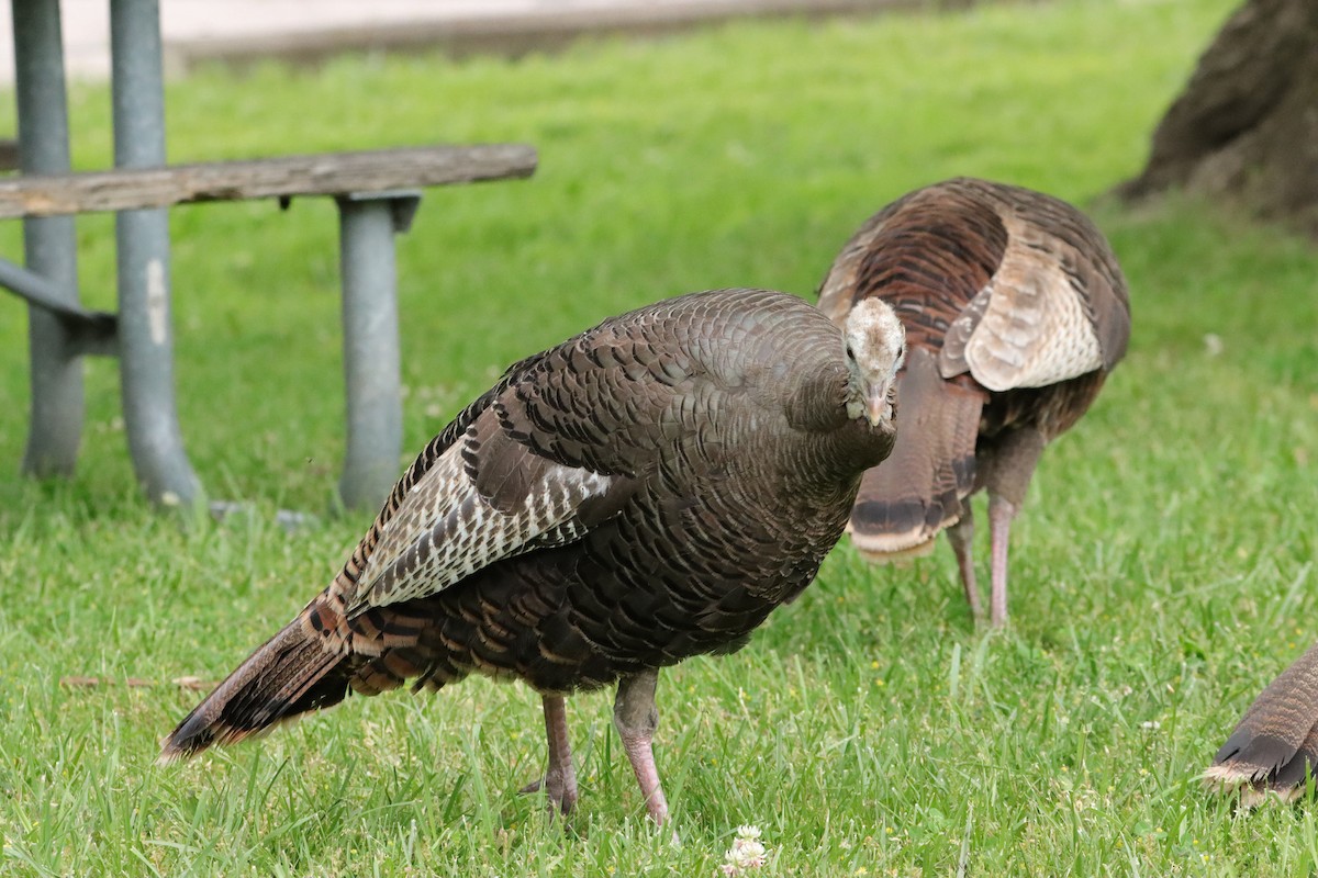 Guajolote Gallipavo - ML619920830